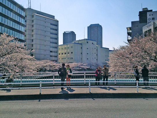 120408桜3.jpg