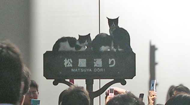 アイドル猫2.jpg
